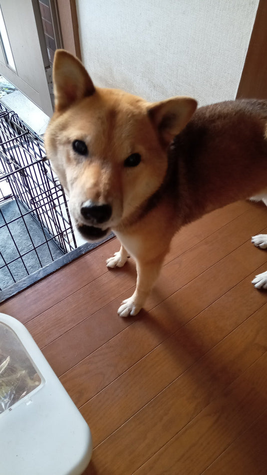 家具搬出中にワンちゃんが来てくれました!!🐕