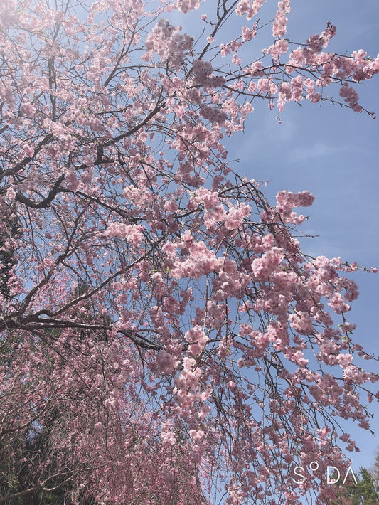 繁忙期の癒し…🌸