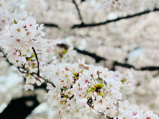 春が来る前に、スッキリ断捨離しませんか！？