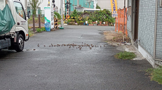 す～ずめがサンバッ♪♪（サン★バッ★！！）