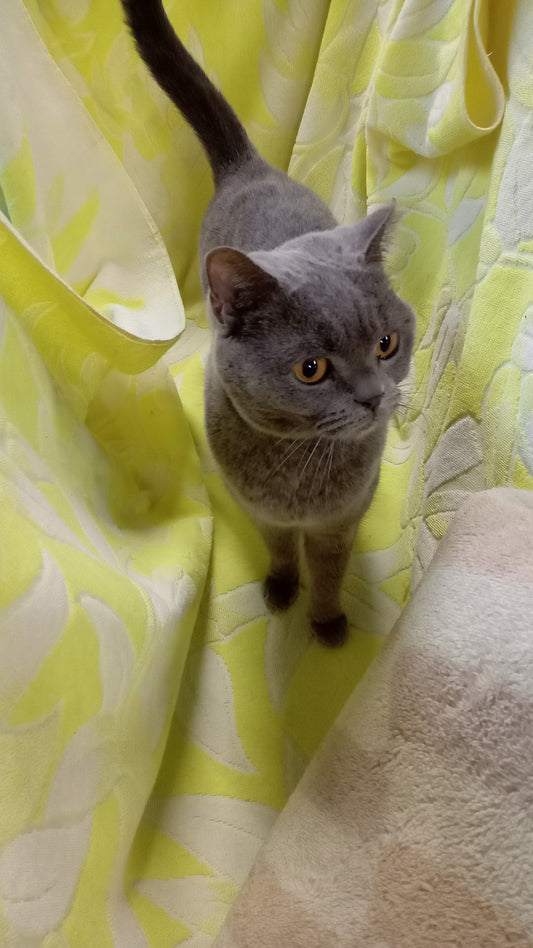 倉庫に見学者がいらっしゃいました!!🐈