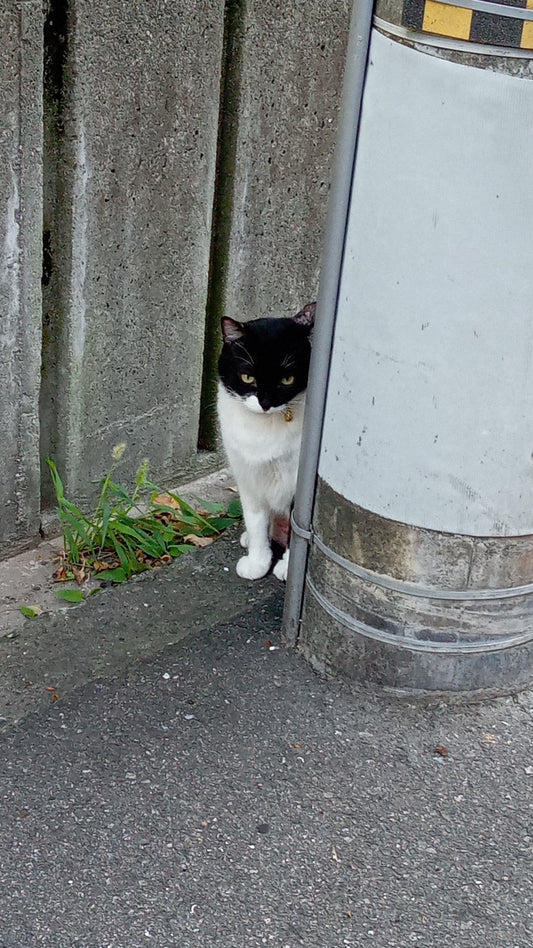 猫好き倉庫長の出勤中に出会う猫ちゃん🐈